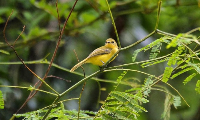 Cabore House | Casa Colibri - Praias e Cachoeiras
