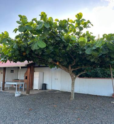 Meia Praia House | Casa das Palmeiras - 80 metros do mar