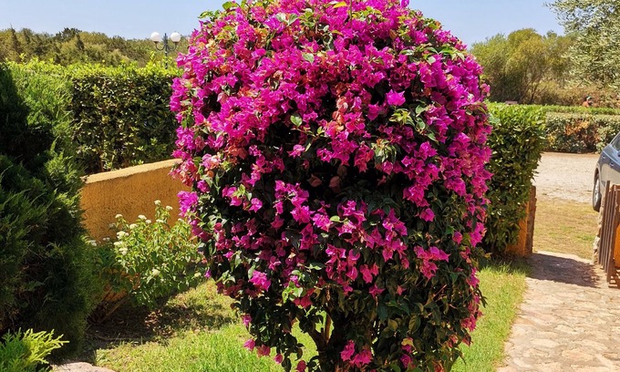 Porto Pollo Apartment | Casa di Gio - Bilocale con Giardino