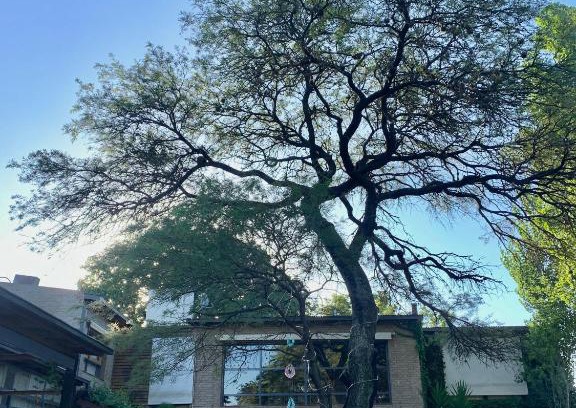 Cordoba House | Casa Los Algarrobos