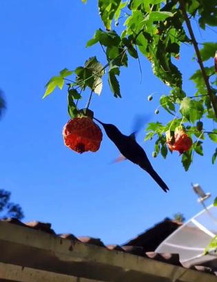 Ze Amandio Cabin | Casa Mico Leão Dourado