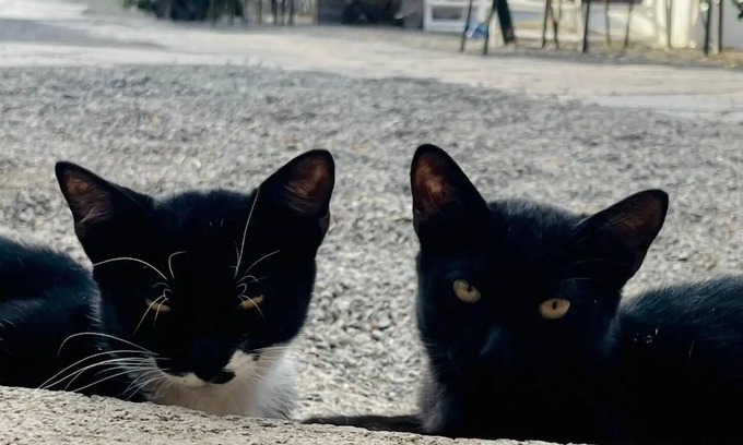 Agaete House | Casa Venado – Apartment in Agaete, Gran Canaria