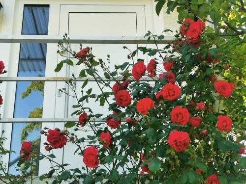 Seeheim-Jugenheim Apartment | Casa Wilhelm