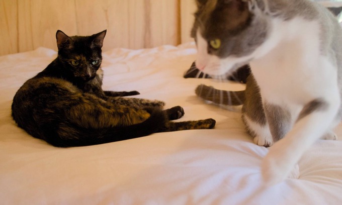 Punta Ballena House | Casita Studio among the pines of Punta Ballena (with kittens)