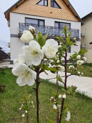 Sulina House | Casuta Noastra - Sulina