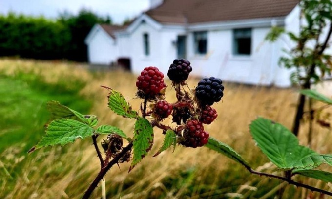 Newry House | Cathleen's Cottage