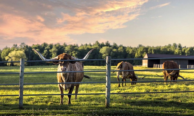 White Lake Resort | Cattle Drive Suite @ Driftwood Ranch - a Horse and Cattle Ranch - White Lake, NY