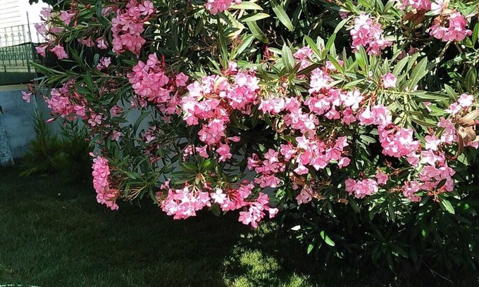 Marmara Hotel | Ceylan Apart Avşa