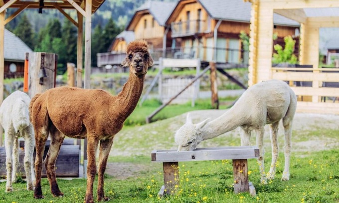 Sankt Georgen am Kreischberg Ski Chalet | Chalet Alpakablick - Enjoy the healing properties of the Alps