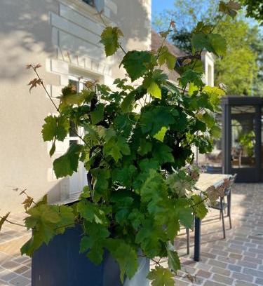 Civray-de-Touraine Bed & Breakfast | chambre d'hôtes La Marmittiére