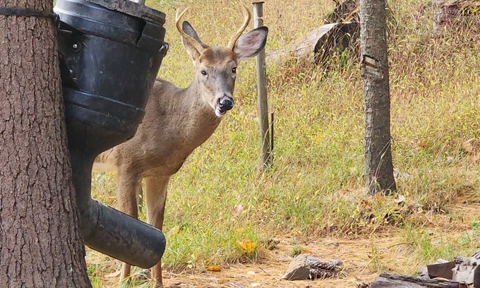 Antes Fort Cabin | Charming 3-bedroom cabin with WiFi, AC in tranquil Waterville