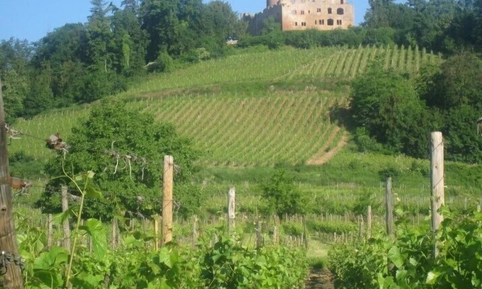 Kintzheim Cottage | CHARMING 3* HOUSE IN ALSACE ON THE WINE ROUTE AT KINTZHEIM