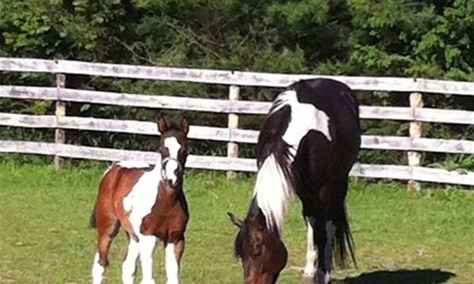 Suttons Bay House | Charming Horse Farm Country Cottage on Rolling Hills