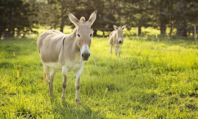 Pinbarren Cabin | Child friendly farmstay & equestrain holiday accomadation for all the family.