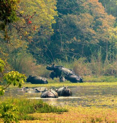 Sauraha Hotel | Chitwan Gaida Lodge Pvt. Ltd.