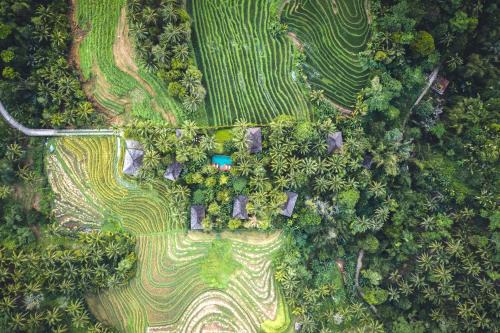 East Selemadeg Resort | Clove Tree Hill