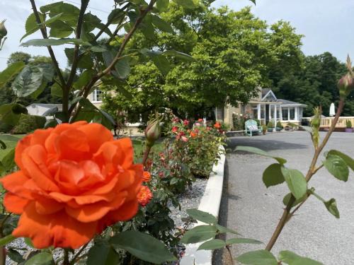 Cashel Bed & Breakfast | copperfield house