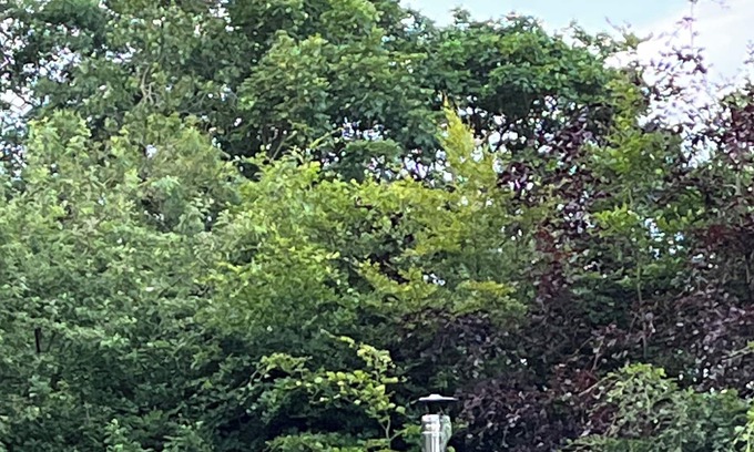 Irstead Cabin | Cosy Shepherds hut set in Meadow and Woodland Near Sandy Beaches