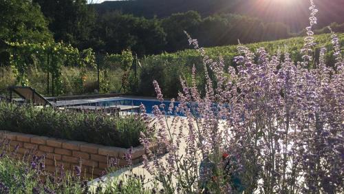 Pavlov House | cottage with private swimming pool