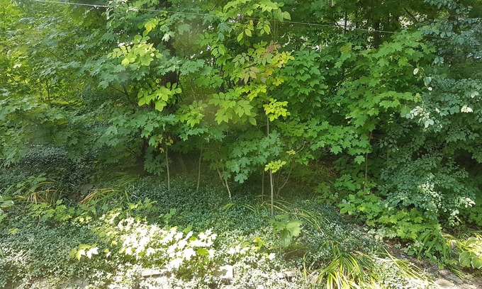 Aylmer Apartment | Cozy and beautiful flat, close to downtown Ottawa, many trees around