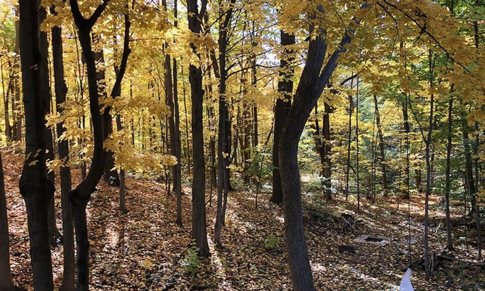 Barrie House | Cozy condo-like 1bdrm – Private Hot Tub, Forest View, Walk to dwtn