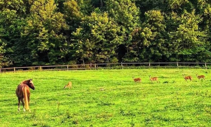 White Hall Apartment | Cozy Farm home near I83. Surrounded by a private park and hiking trails!