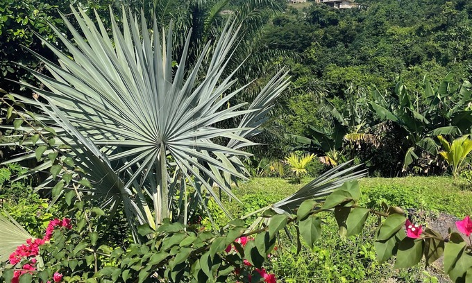 Aburi Hotel | Da Palm inn
