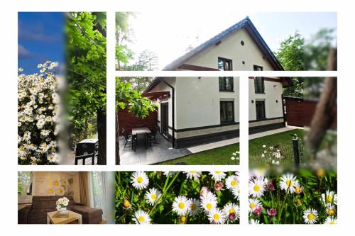 Lukecin House | Daisy - Sunny Flowers Apartments