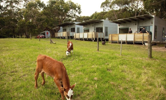 Cape Otway Cabin | DE 1 - Deluxe Open Plan Cabin