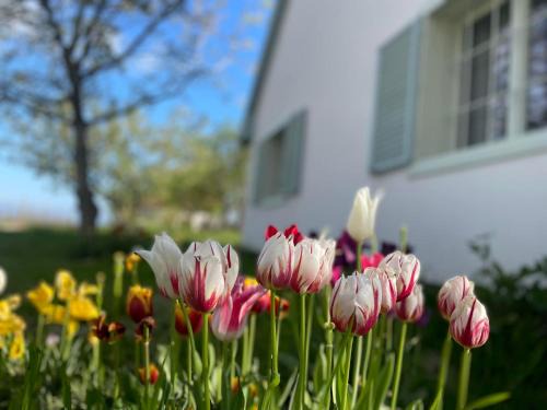 Balatonszabadi House | Diótörő Vendégház