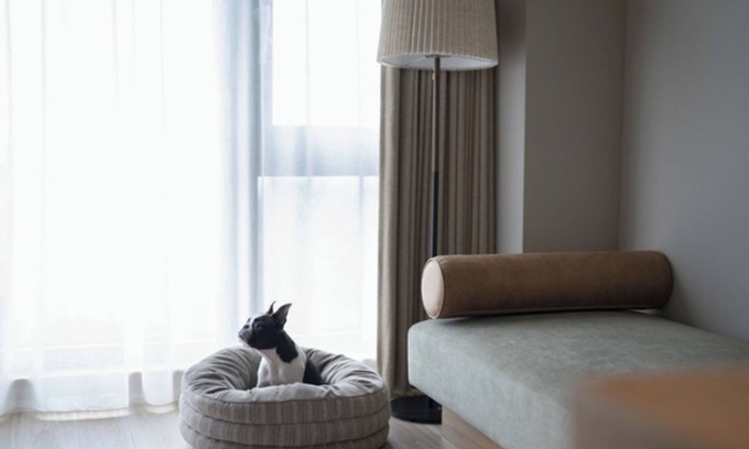 Manazuru Hotel | Dog room with ocean view Breakfast included to b/Ashigarashimo-gun Kanagawa