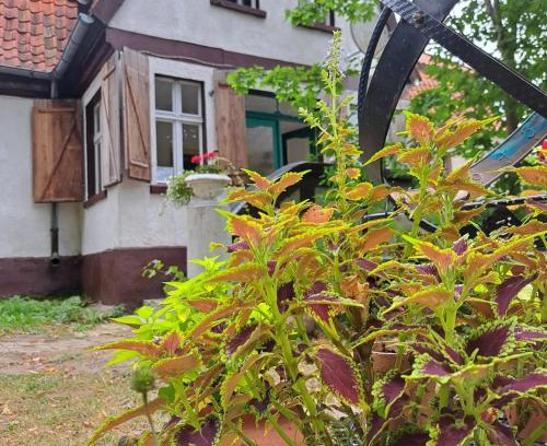 Labedziewo Bed & Breakfast | Dom na Mazurach Pilec
