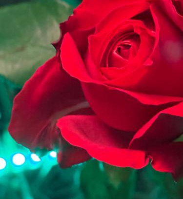 Sodertalje Municipality Bed & Breakfast | DR ÅSA Bed n Breakfast by the Forest w Swimming Pool near Golf, Concerts and the Baltic Sea Beach