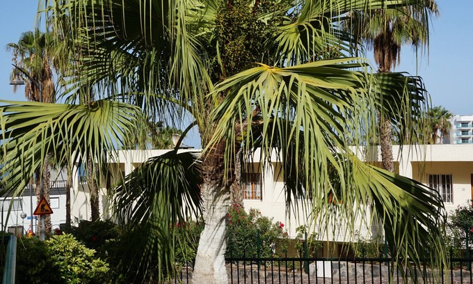 Los Gigantes Apartment | El Sombrero Apartments Los Gigantes