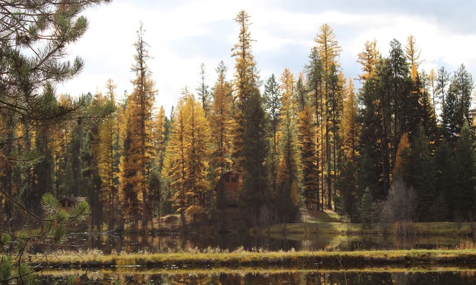 Condon Cabin | "Elk's Run" Rustic Cabin Hidden Among The Pines At Falls Creek.