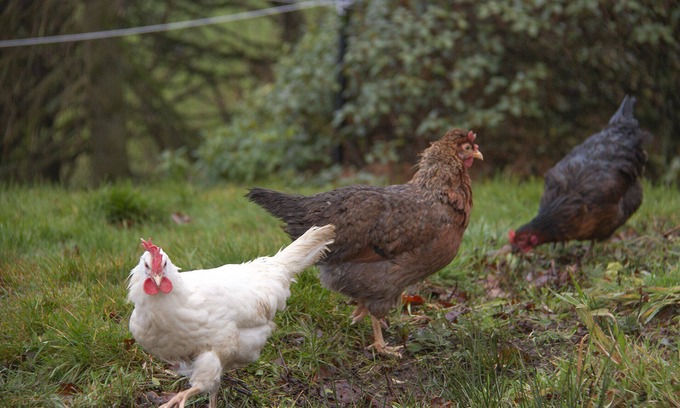 Ascog Cottage | Fabulous Rural Farm Holiday Cottage near Drymen, Loch Lomond.