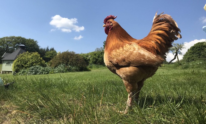 Bridge of Weir Cottage | Family friendly country barn cottage on rural farm surrounded by rolling hills