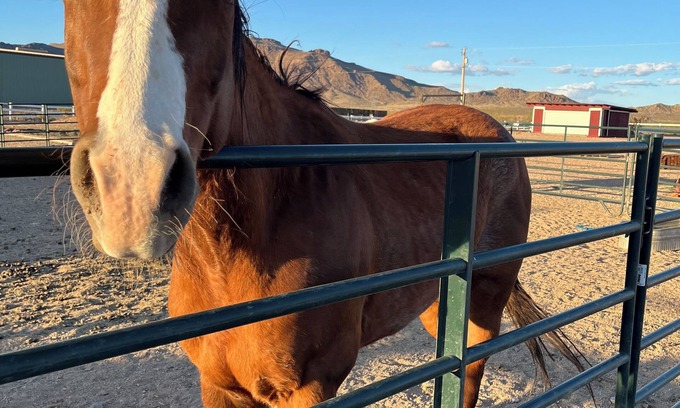 Golden Valley Other | Farm Guesthouse off Route 66
