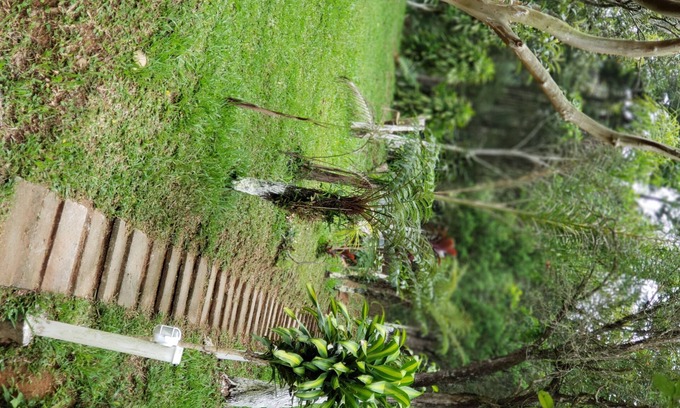 Suzano House | Farm with pool, barbecue and lots of green.
