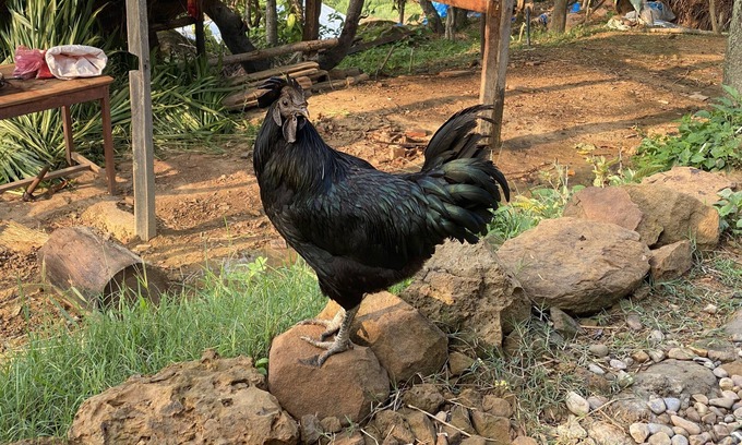 Gandaki Zone Other | Farmstay at Remote Nepal