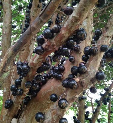 Guaratingueta House | Fazenda Neuchatel