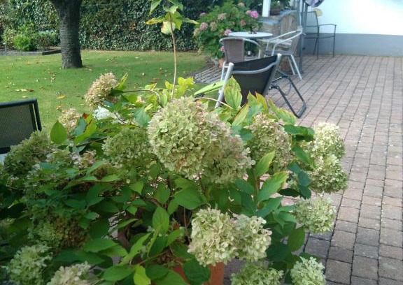 Billigheim-Ingenheim Apartment | Ferienwohnung Kirschblüte