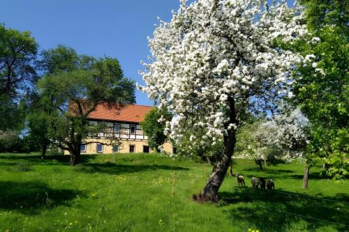 Waschleithe Apartment | Ferienwohnung Böhme