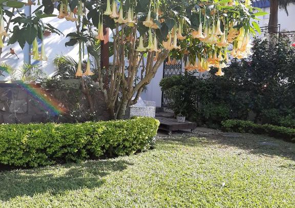 Sommerschield Bed & Breakfast | FIGTREE GUESTHOUSE