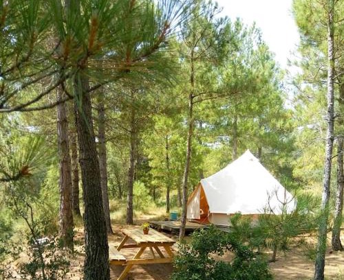 Naves Other | Forest Days