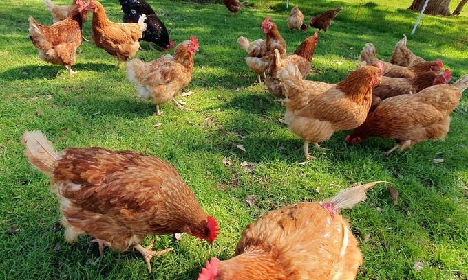 Meelon Bed & Breakfast | Full Breakfast with Family or Friends, on Farm with Pool.