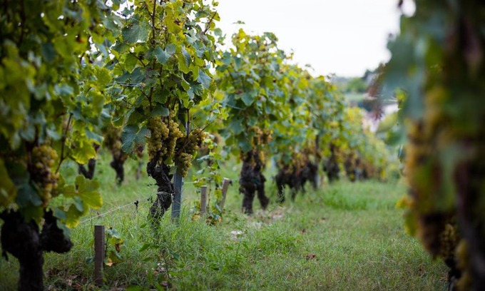 Prignac-et-Marcamps House | Gîte au milieu des vignes