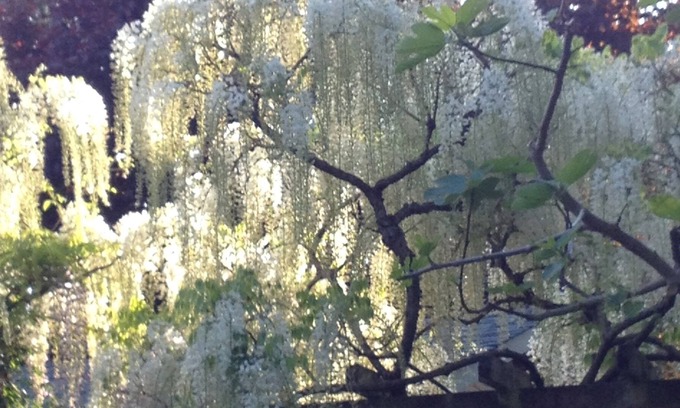 Cobble Hill House | Gardeners, Bikers, Walking ,Wine Tasting Paradise in East Cobble Hill