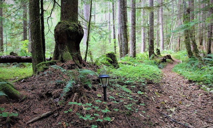 Ashford Cabin | Glamping Yurt with SHARED bath, 1 Mile from Mt Rainier Entrance