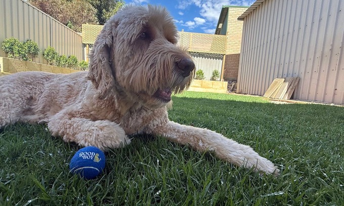Jurien Bay House | Good Boy offers the perfect blend of nostalgic charm and modern luxury